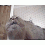1368085102.gif